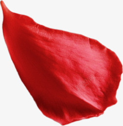 红色鲜花树叶植物花朵花瓣玫瑰花瓣玫瑰花绿色叶子免扣透明素材