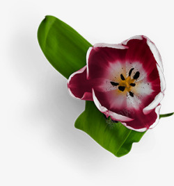 郁金香开花免扣素材