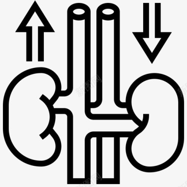 肾脏器官肾脏解剖学动脉图标