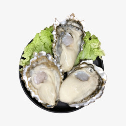 海鲜生蚝素材