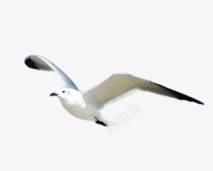 gull46收集png免抠素材_88icon https://88icon.com 收集