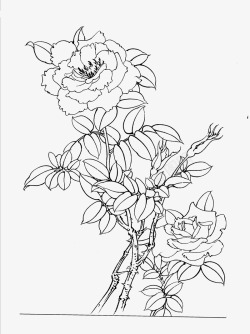 免扣白描工笔画花卉月季篇免扣白描工笔画花卉素材
