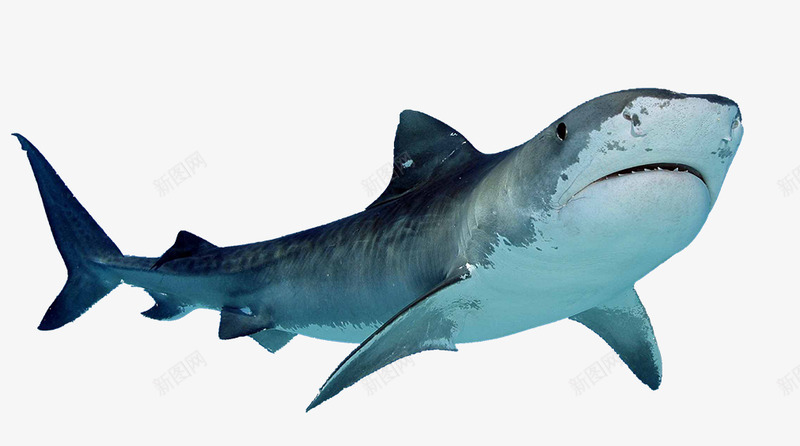 shark18831收集png免抠素材_88icon https://88icon.com 收集