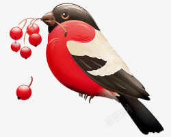 水彩红色的罗宾 水彩 知更鸟 鸟 浆果在嘴 自然 野生动物 红色素材