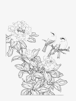 免扣白描工笔画花卉茶花篇免扣白描工笔画花卉素材