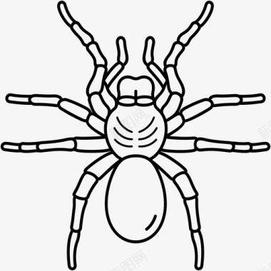 普通素普通家蜘蛛昆虫蜘蛛网图标