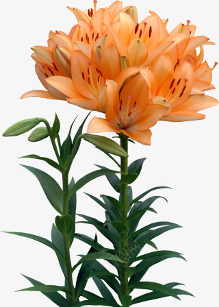 剪贴画红色斑点黄百合花  chai3721  在这个星球的美丽事件png免抠素材_88icon https://88icon.com 剪贴 贴画 红色 斑点 黄百合 百合 花在 这个 星球 美丽 事件