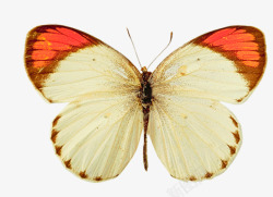 蝴蝶动物系列素材