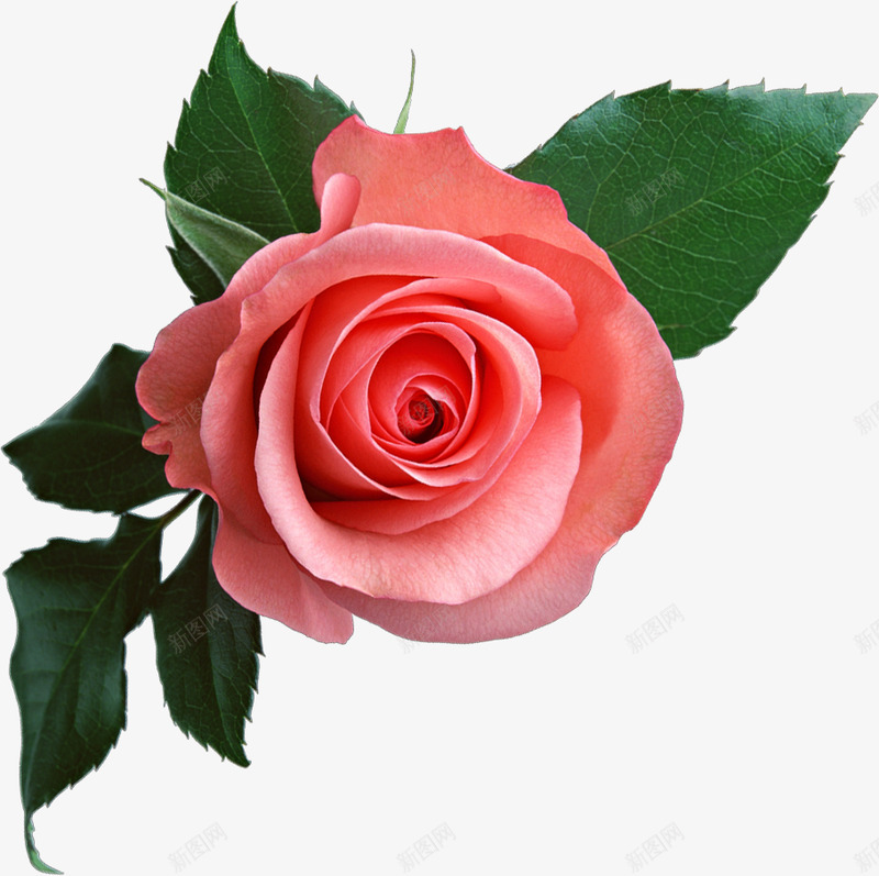 Pink rose  image free picture download玫瑰png免抠素材_88icon https://88icon.com 玫瑰