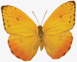 橙色蝴蝶蝴蝶免费下载动物系列素材