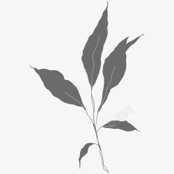 botanical leaves  sketched florals花草素材