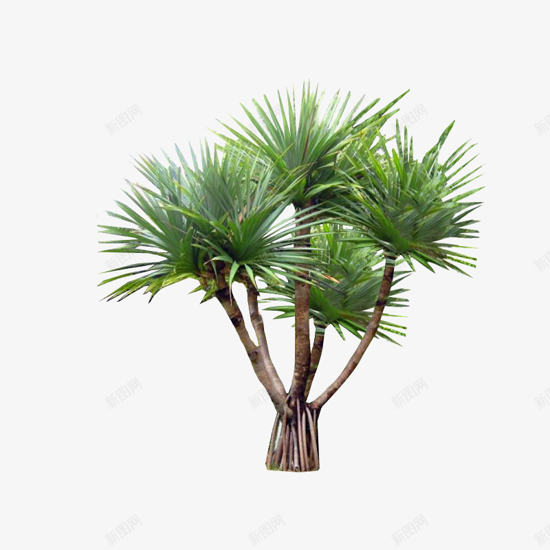 红刺林投植物单体png免抠素材_88icon https://88icon.com 红刺 林投 植物 单体