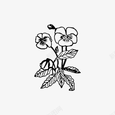 三色堇植物学花卉图标