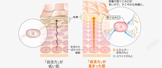 図 自活力弱肌 自活力高肌小png免抠素材_88icon https://88icon.com 活力 図自 力弱 肌自 高肌小