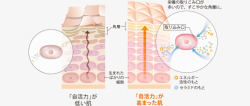 図 自活力弱肌 自活力高肌小素材