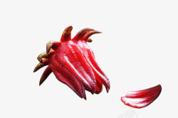 玫瑰茄植物素材