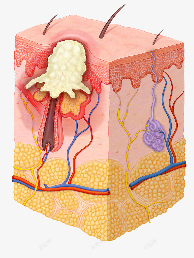 皮肤层 细胞png免抠素材_88icon https://88icon.com 皮肤 细胞