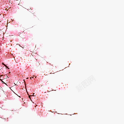 桃花灿烂高清桃树枝条桃花高清图片