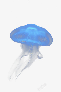 蓝色的水母梦幻水母真实海底生物高清图片