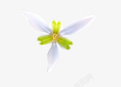 花朵白色纯洁春天素材