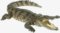 爬行动物蜥蜴动物鳄鱼动物园美洲鳄龟高清图片