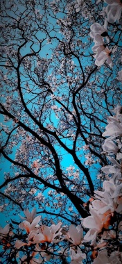 蓝天下盛开的春花背景