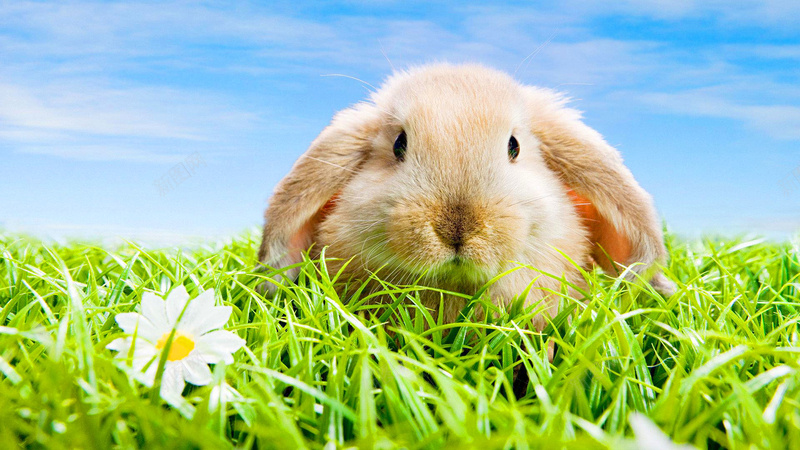 垂着耳朵的兔子jpg设计背景_88icon https://88icon.com 兔子 垂耳 动物 小兔子