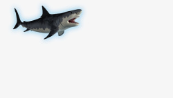 海洋生物大鲨鱼素材