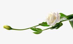 白玫瑰花类鲜花类高清图片