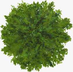 绿色大树水彩风手绘素材