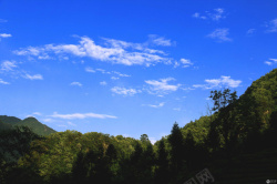 蓝色森林蓝色天空和森林高清图片