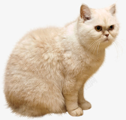 科斯毛猫猫蓝猫俄罗斯猫胖猫大头猫高清图片