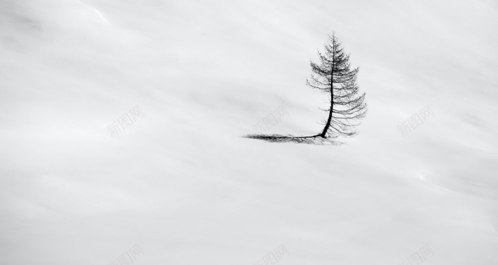 雪地孤独摄影树背景