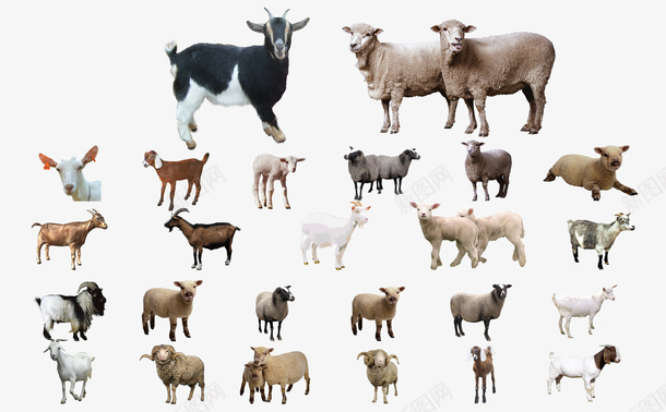 绵羊山羊分层素材png免抠素材_88icon https://88icon.com 绵羊山羊分层素材 绵羊 山羊 分层素材 羊 动物 羊驼 白羊 黑羊
