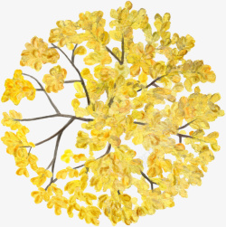 黄色花树色叶树水彩风手绘素材