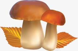 蘑菇真菌素材