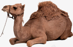 双峰驼骆驼沙漠骆驼双峰驼沙漠高清图片
