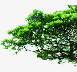 树木树枝大树图片绿叶素材高清图片