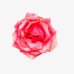 完整的玫瑰花花朵高清图片