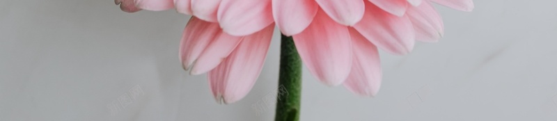 花朵粉色清新美丽jpg设计背景_88icon https://88icon.com 花朵 粉色 清新 美丽