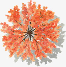 红色色叶树水彩风手绘带投影素材