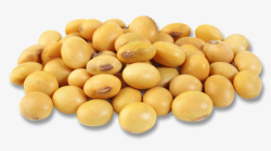 豆大豆大豆制品大豆种植植物蛋白高清图片