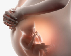 大肚子婴儿孕妇孕妈透视婴儿素材