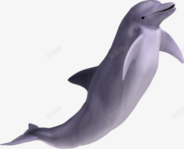 水海豚动物海洋公园海洋png免抠素材_88icon https://88icon.com 水 海豚 动物 海洋 公园 海洋动物 野生动物 动物园