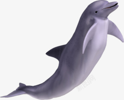 水海豚动物海洋公园海洋素材