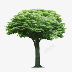 树大树绿树素材