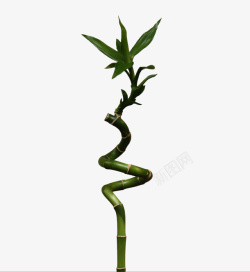 竹子竹叶单独弯曲素材