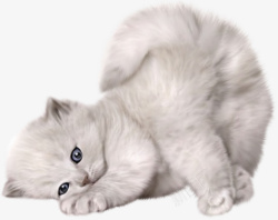 灰猫黑白动物灰猫流浪猫玩耍的猫黑白猫高清图片