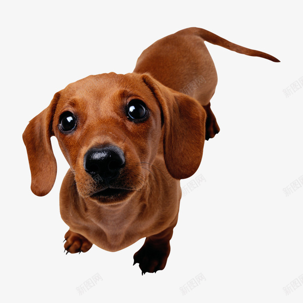 贵宾犬贵宾狗毛小孩宠物小狗犬png免抠素材_88icon https://88icon.com 可爱 小 一只动物 家畜 生物 动物 贵宾犬 贵宾狗 毛小孩 宠物 小狗 犬 狗狗 毛孩 狗