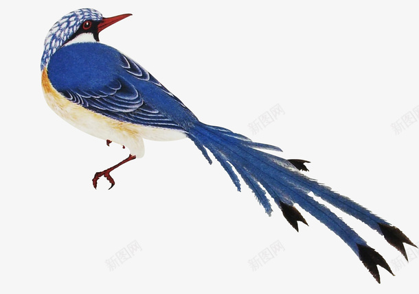 古风蓝鸟免抠图png免抠素材_88icon https://88icon.com 古风 鸟 蓝鸟 免抠